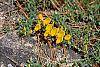 Cytisus decumbens flowers