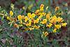 Cytisus hirsutus flowers