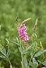 Desmodium canadense flowers