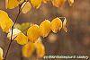 Indigofera kirilowii fall color