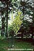 Laburnum x wateri habit