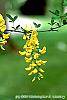 Laburnum x wateri flowers