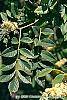 Maackia chinensis leaves