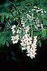 Robinia pseudoacacia flowers