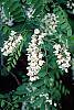 Robinia pseudoacacia flowers