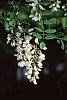 Robinia pseudoacacia flowers