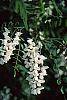 Robinia pseudoacacia flowers