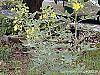 Senna marilandica habit