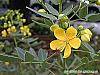 Senna marilandica flowers