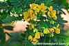 Senna surattensis flowers