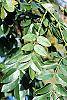 Sophora japonica leaves