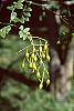 Sophora japonica fruit