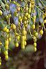 Sophora japonica fruit