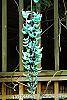Strongylodon macrobotrys flowers