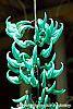 Strongylodon macrobotrys flowers