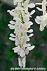 Wisteria brachybotrys 'Shiro-kapitan' flowers
