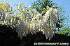 Wisteria brachybotrys 'Shiro-kapitan' flowers