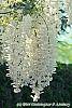 Wisteria brachybotrys 'Shiro-kapitan' flowers