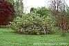 Wisteria floribunda habit