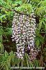 Wisteria floribunda flowers