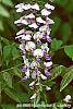 Wisteria floribunda flowers