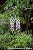 Wisteria floribunda flowers