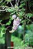 Wisteria macrostachya flowers
