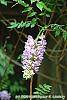 Wisteria macrostachya flowers