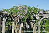 Wisteria sinensis habit