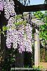 Wisteria sinensis flowers