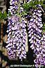 Wisteria sinensis flowers