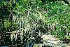 Wisteria venusta habit