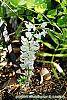 Wisteria venusta flowers
