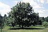 Castanea dentata