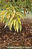 Castanea dentata fall color