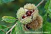 Castanea mollissima fruit