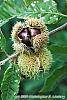 Castanea mollissima fruit