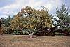 Castanea mollissima fall color