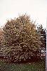 Fagus sylvatica habit