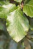 Fagus sylvatica leaves