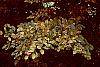 Fagus sylvatica fall color