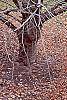 Fagus sylvatica bark