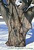 Fagus sylvatica bark
