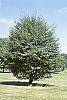 Fagus sylvatica 'Asplenifolia' habit