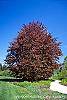 Fagus sylvatica 'Atropunicea' habit