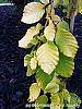 Fagus sylvatica 'Aurea Pendula' leaves