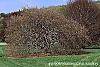 Fagus sylvatica 'Tortuosa' habit