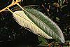 Lithocarpus densiflorus leaves
