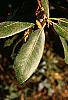 Lithocarpus densiflorus leaves