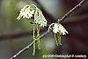 Quercus alba flowers
